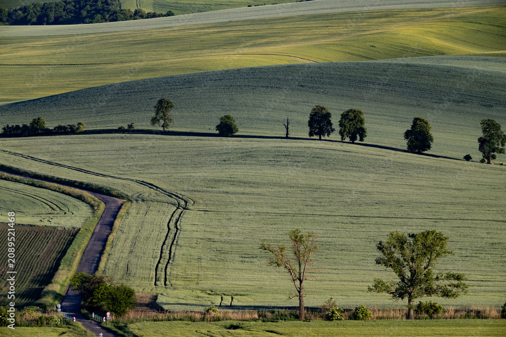 Fototapeta premium green fields, Moravia, Czech Republic, around the village Kyjov