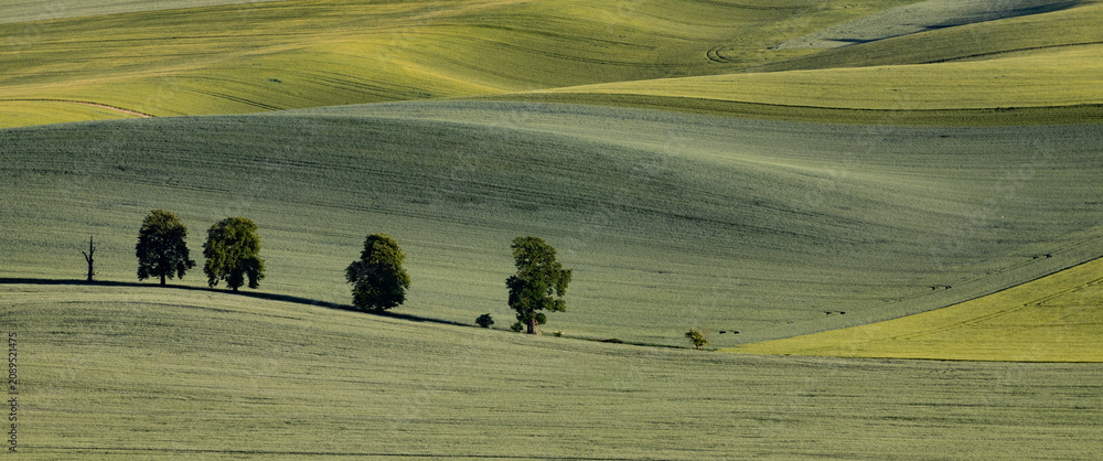 Fototapeta premium green fields, Moravia, Czech Republic, around the village Kyjov