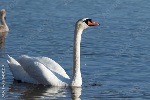 Schilderij op canvas Adult mute swan swimming and guarding its cygnet on blue water