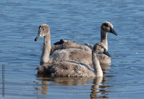 Fotografie Three fluffy grey cygnets swimming close together on the water
