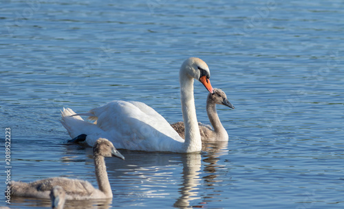 Obraz na plátně Mute swan parent swimming close and caring for its fluffy cygnet