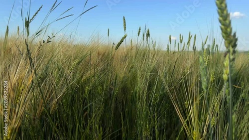 Beautiful golden wheat field stretching to the horizon on a sunny summer day. Agricultural landscape with ripe wheat ears, rural countryside, and natural farming background.