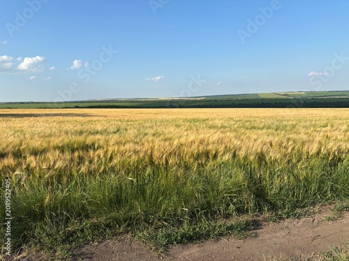 Beautiful golden wheat field stretching to the horizon on a sunny summer day. Agricultural landscape with ripe wheat ears, rural countryside, and natural farming background.