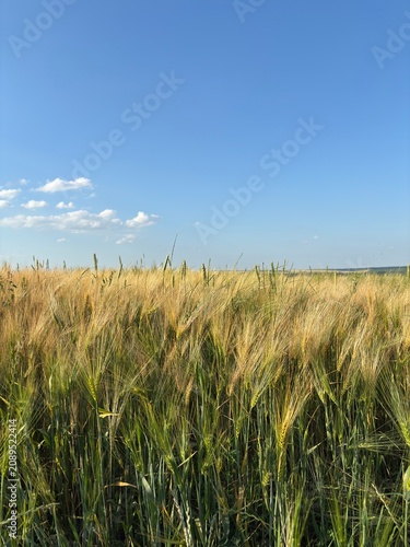 Beautiful golden wheat field stretching to the horizon on a sunny summer day. Agricultural landscape with ripe wheat ears, rural countryside, and natural farming background.
