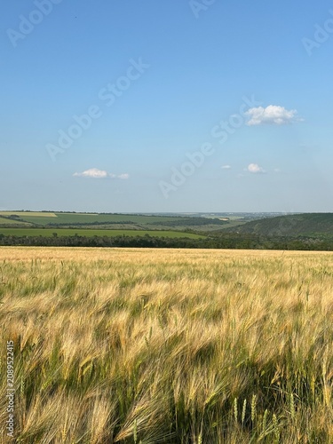 Beautiful golden wheat field stretching to the horizon on a sunny summer day. Agricultural landscape with ripe wheat ears, rural countryside, and natural farming background.