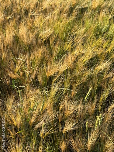 Beautiful golden wheat field stretching to the horizon on a sunny summer day. Agricultural landscape with ripe wheat ears, rural countryside, and natural farming background.