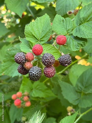 Close-up of ripe blackberries growing on a branch surrounded by green leaves. Fresh organic berries in a natural garden, perfect for healthy food, agriculture, and summer harvest concepts.