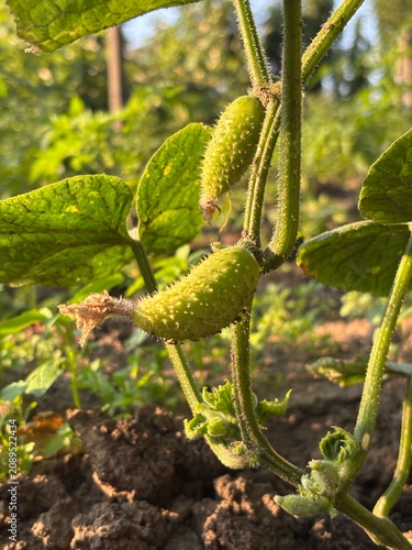 Fresh young cucumbers growing on a vine surrounded by green leaves in a summer garden. Natural vegetable harvest scene, perfect for agriculture, organic farming, healthy food, and gardening concepts.