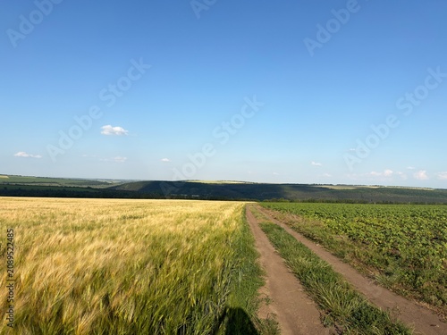 Beautiful golden wheat field stretching to the horizon on a sunny summer day. Agricultural landscape with ripe wheat ears, rural countryside, and natural farming background.