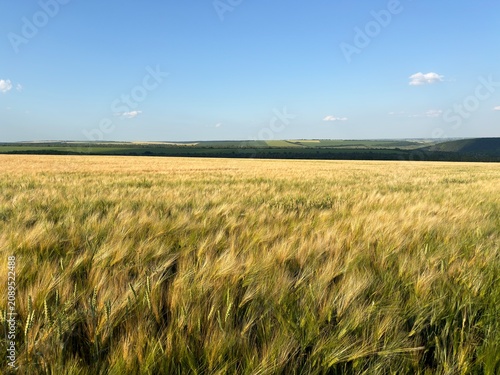 Beautiful golden wheat field stretching to the horizon on a sunny summer day. Agricultural landscape with ripe wheat ears, rural countryside, and natural farming background.
