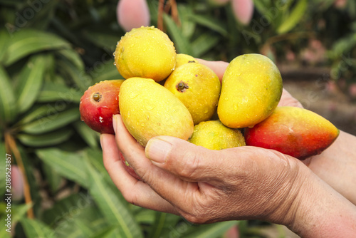 Fresh Hainan Mangoes in Hands - Tropical Fruit Harvest from China