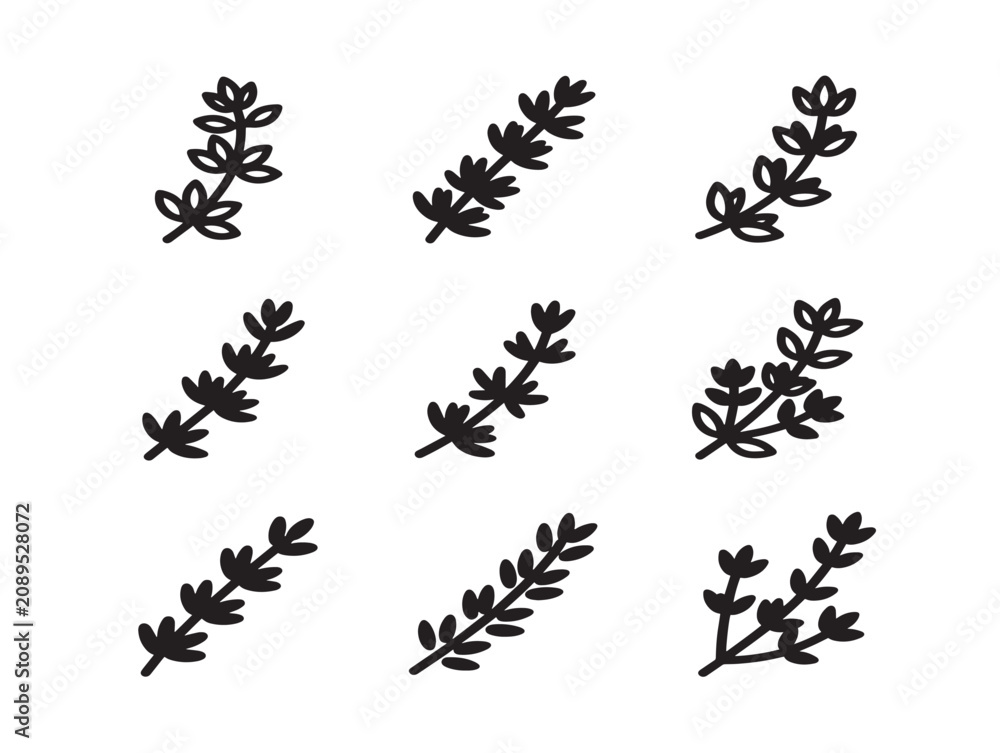 Fototapeta premium Thyme Herb Sprig Collection Featuring Solid Black Silhouette Vector Icons