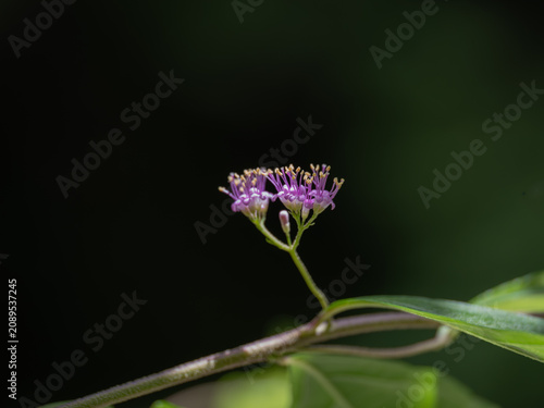 小さなコムラサキの花