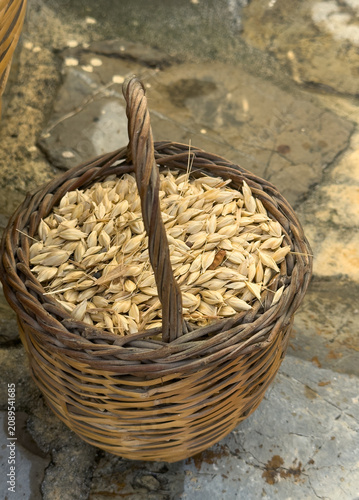 High angle view and vertical shot of a rustic, woven wicker basket filled with raw, whole barley grains in their husks. Traditional agricultural harvest from Crete.