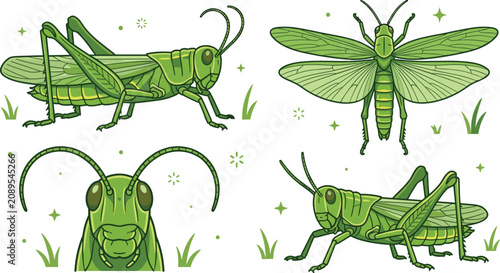 Фотография Grasshopper and locust insect collection featuring realistic green orthoptera, f