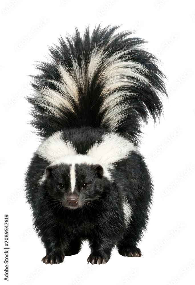 Naklejka premium PNG Black and white skunk standing.