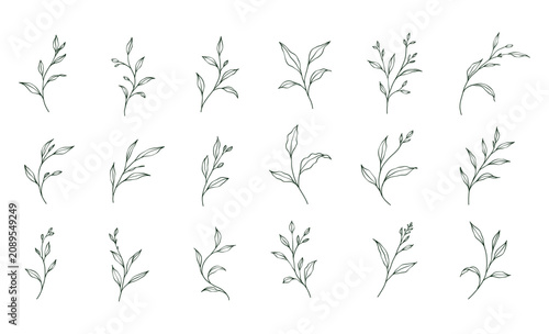 hand drawn botanical line art vector set