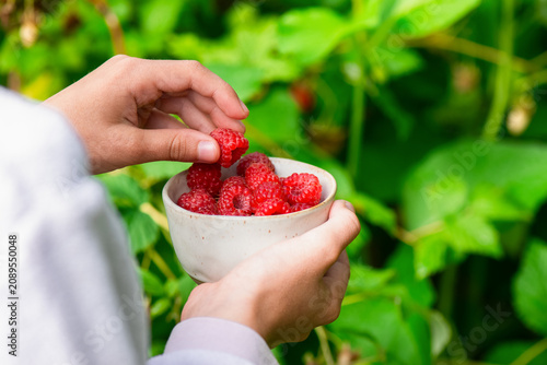 Hands picking ripe red raspberries with bowl outdoors