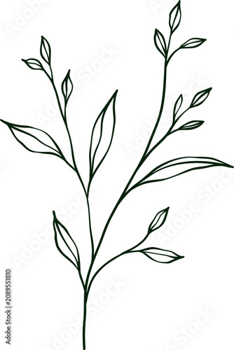 hand drawn botanical line art Element