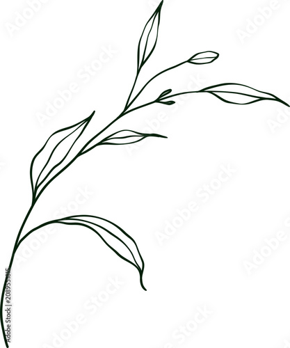 hand drawn botanical line art Element