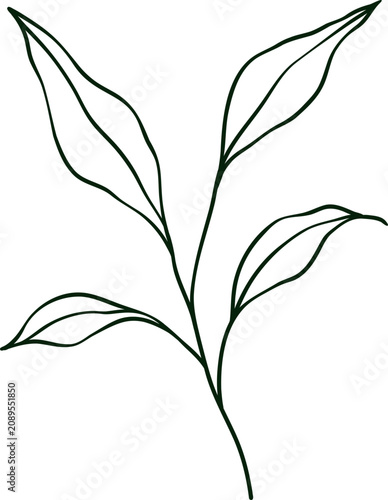 hand drawn botanical line art Element