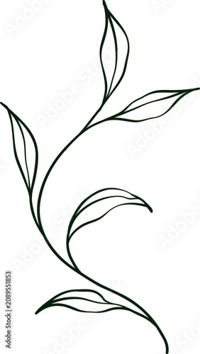 hand drawn botanical line art Element