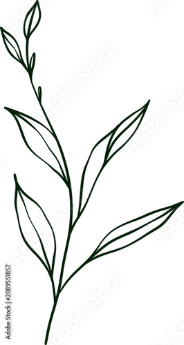 hand drawn botanical line art Element
