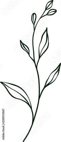 hand drawn botanical line art Element