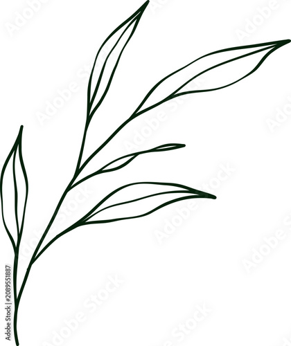 hand drawn botanical line art Element