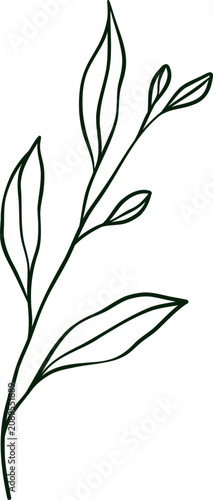 hand drawn botanical line art Element