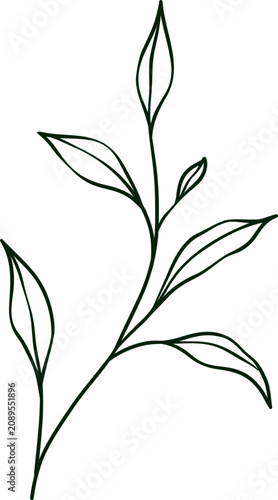 hand drawn botanical line art Element