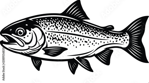 Fotografie Trout fish illustration freshwater game fish species