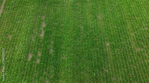 Drone flying over a large green cornfield