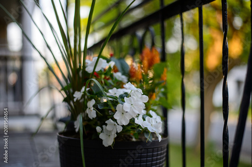 Obraz na plátně Fleurs dans un pot noir sur la terrasse de la maison