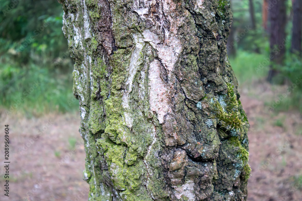 Obraz premium Detailed close-up of rough tree bark covered with moss and lichen in a forest.