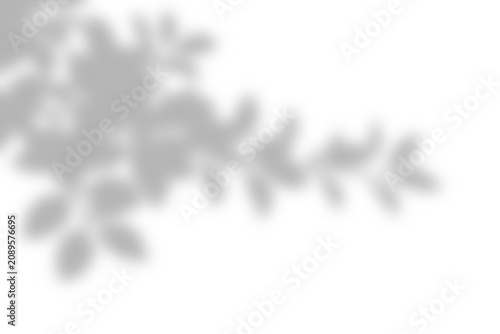 Abstract Soft Floral Shadow Overlay Texture For Minimalist Photography Backgrounds Featuring Natural Leaf Silhouette Projection