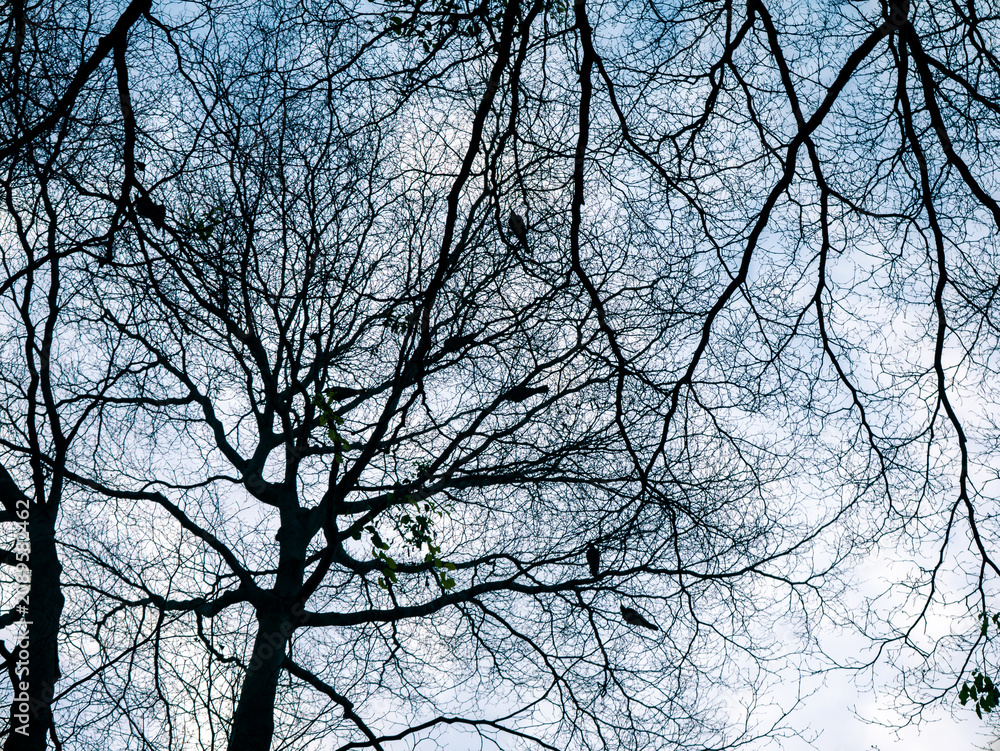 Fototapeta premium Bare tree silhouette with intricate branching pattern against pale blue moody winter sky viewed from below in urban park