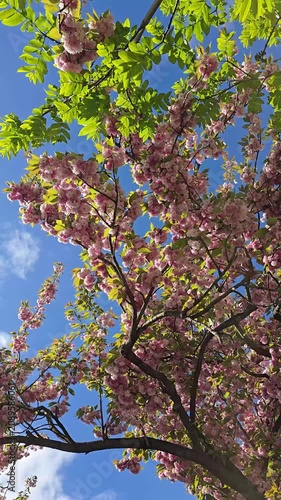 Cherry blos