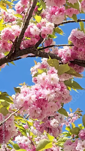 Cherry blos