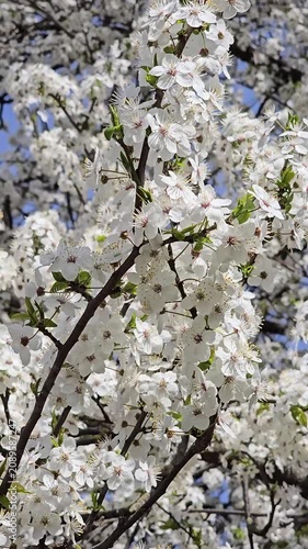 Cherry blos