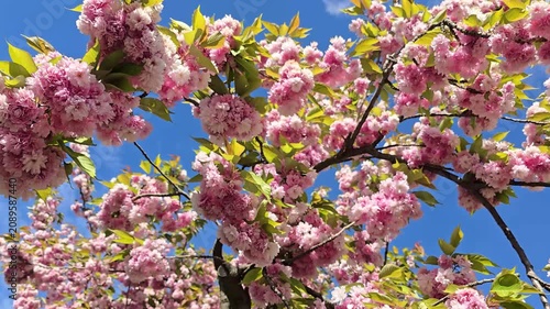 Cherry blos