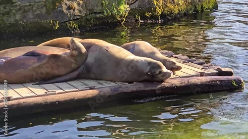 Siesta time for these sea lions