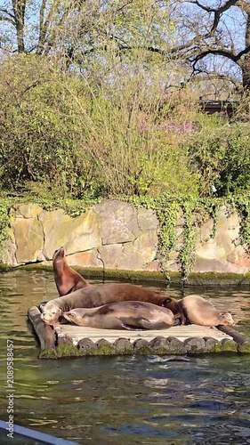 Siesta time for these sea lions
