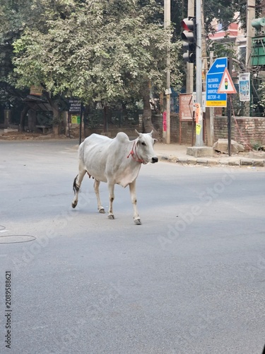 Photography A white cow casually walks across an empty street in Delhi, surrounded by trees and traffic signals, capturing a serene moment in the bustling urban landscape