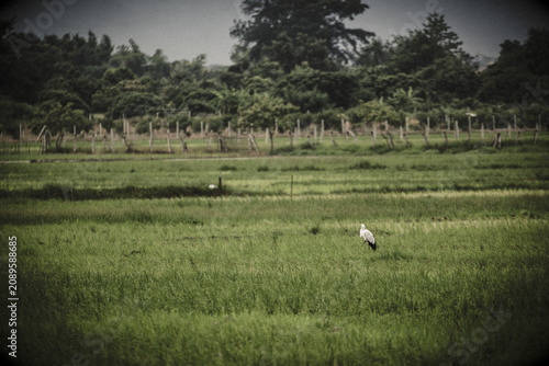 crane bird stands in a lush green rice field