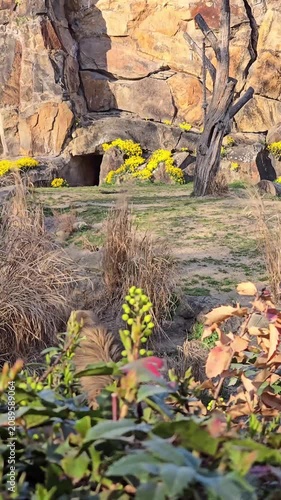 Lion king