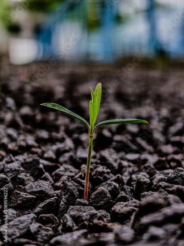 young plant in the ground