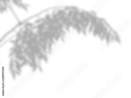 Subtle Gray Natural Foliage Shadow Overlay Effect Casting Soft Botanical Silhouette Patterns On A Plain Bright White Backdrop