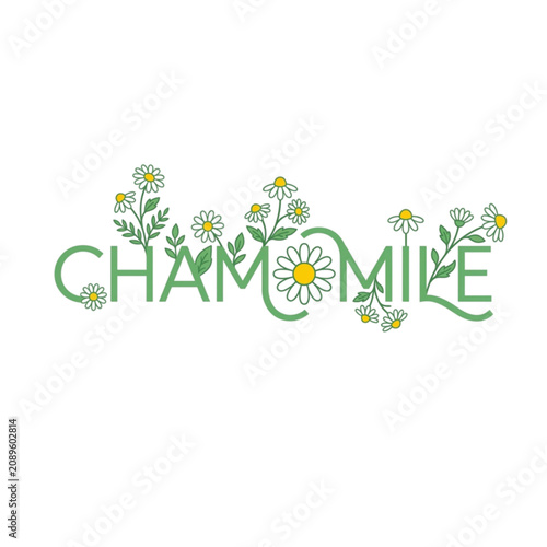 Elegant Hand-Drawn Chamomile Floral Typography Design Featuring Delicate Daisy Illustrations and Botanical Lettering for Natural Wellness and Organic Branding Concepts
