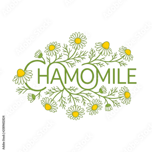 Chamomile word lettering design with illustrated green stems and daisy flowers